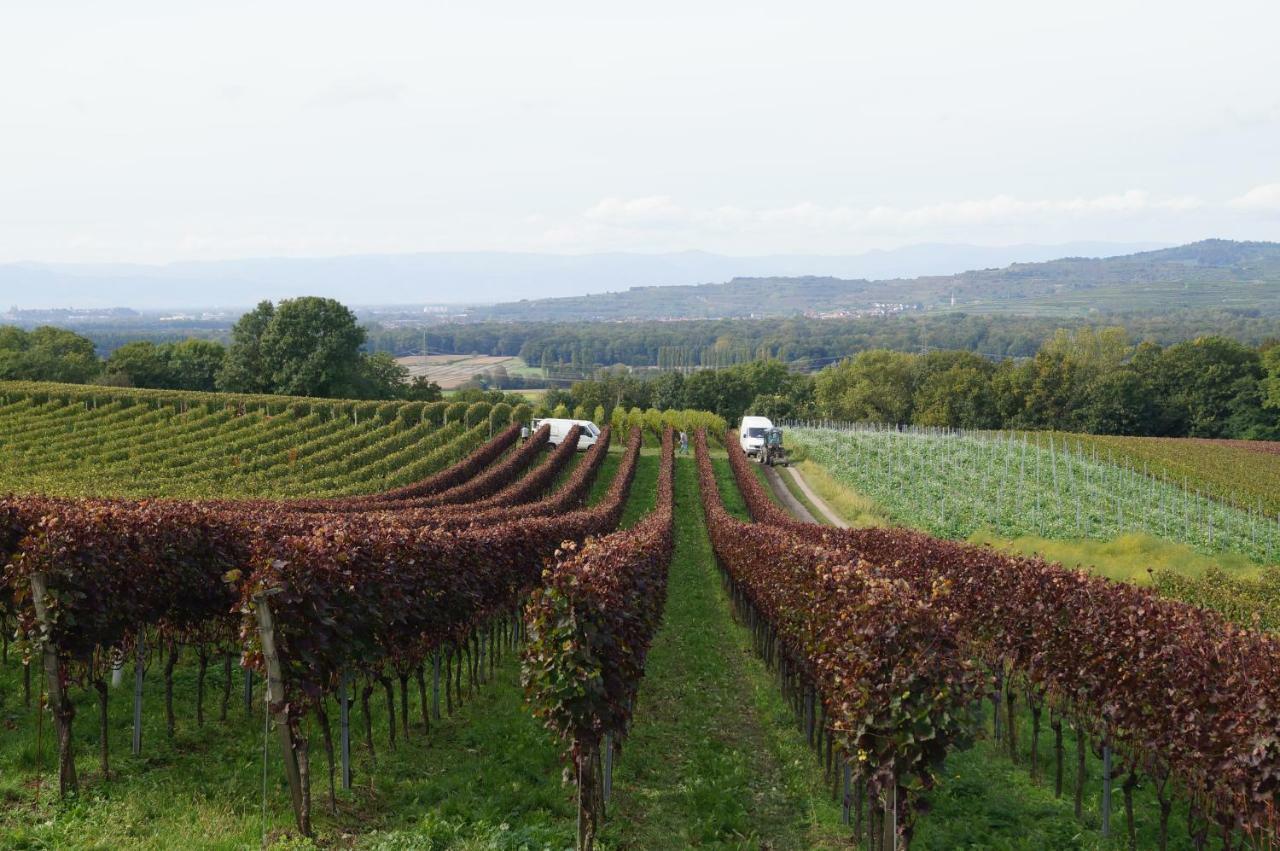 Weingut Landmann